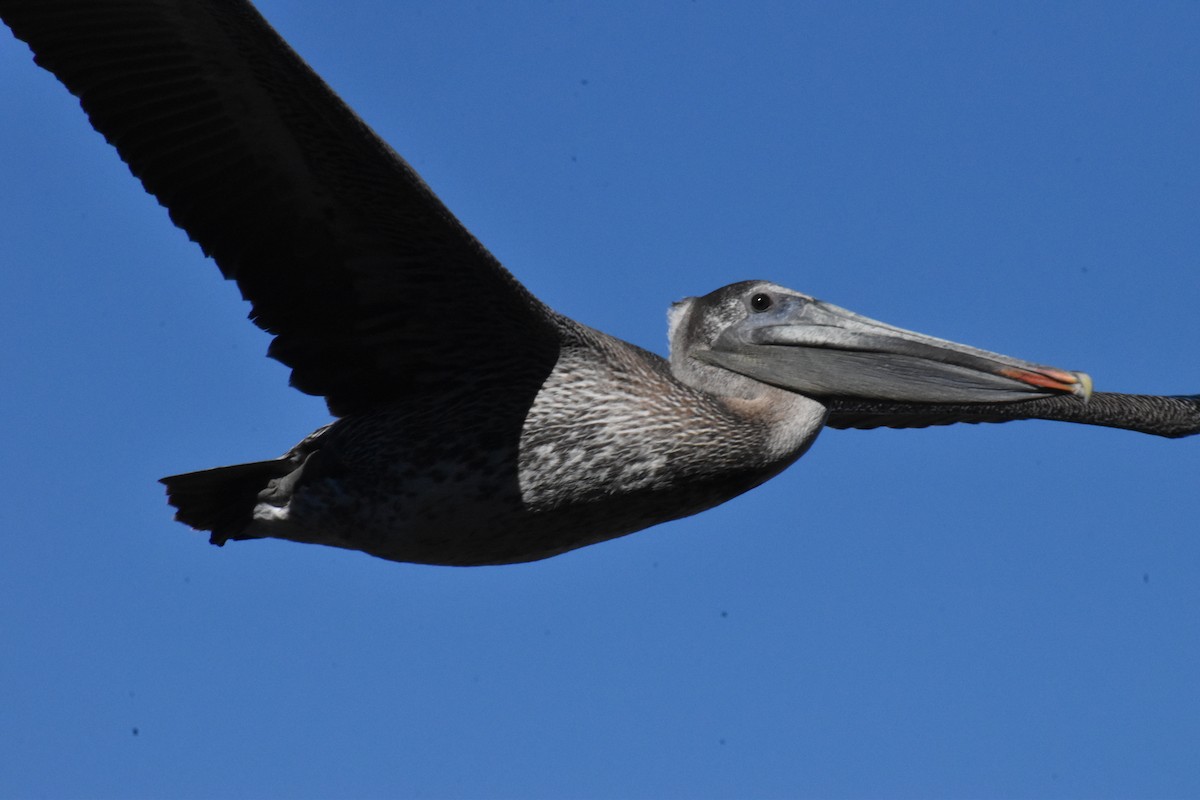 Brown Pelican - ML620880706