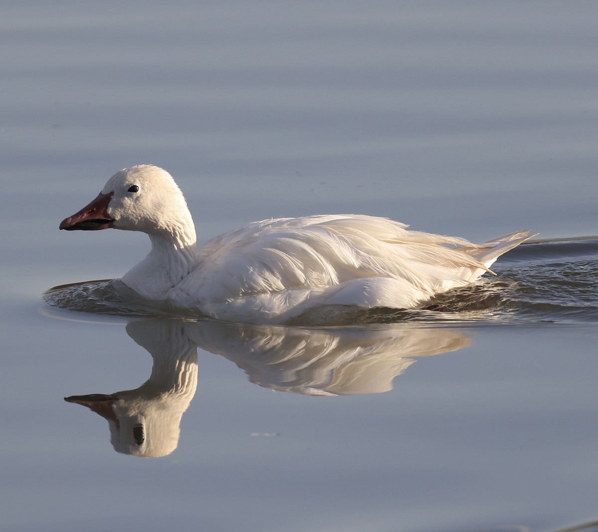 Snow Goose - ML620880711