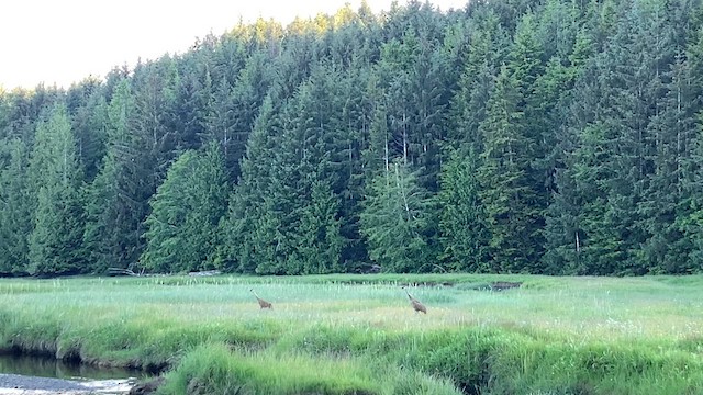 Sandhill Crane - ML620880721