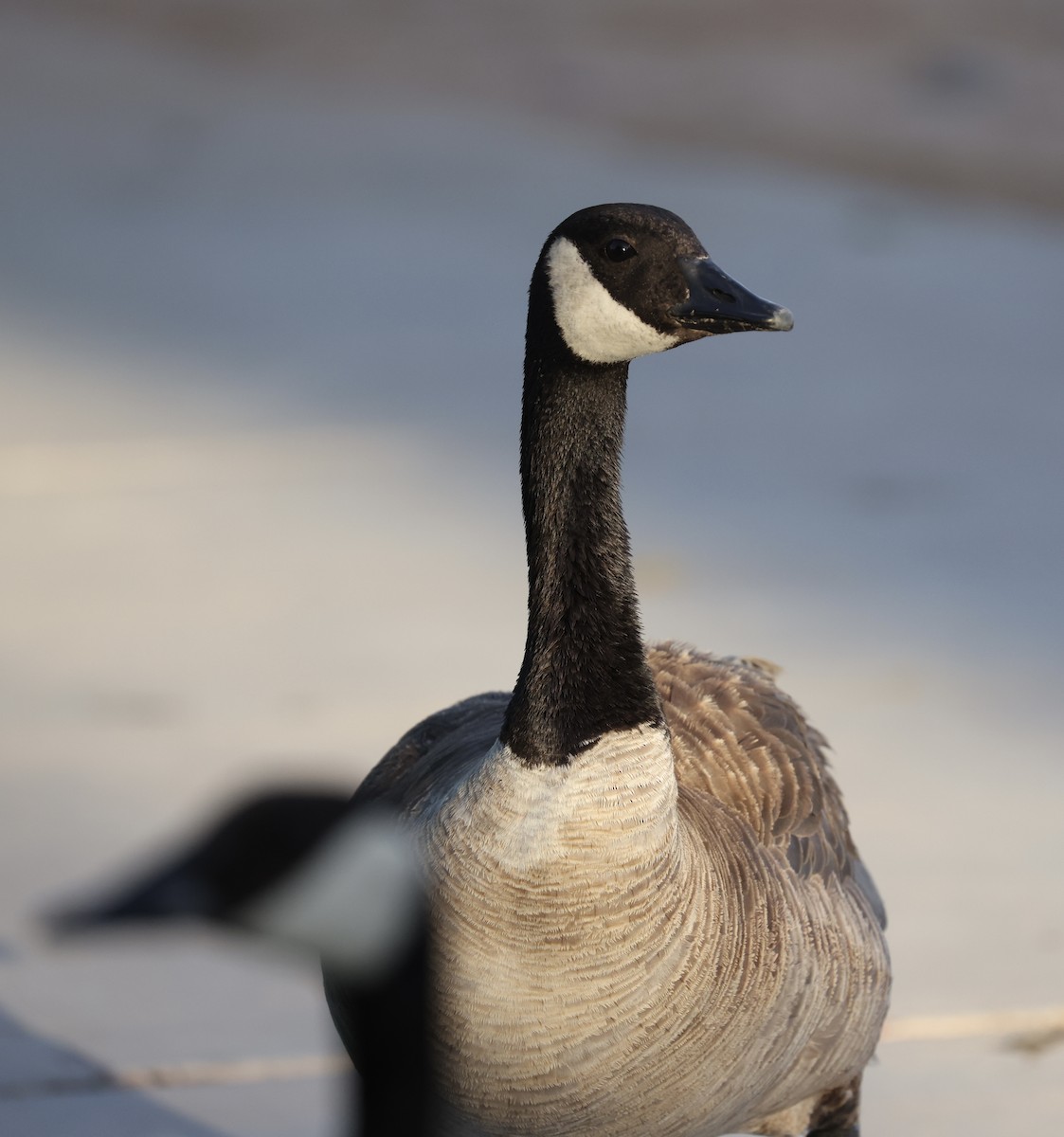 Canada Goose - ML620880722