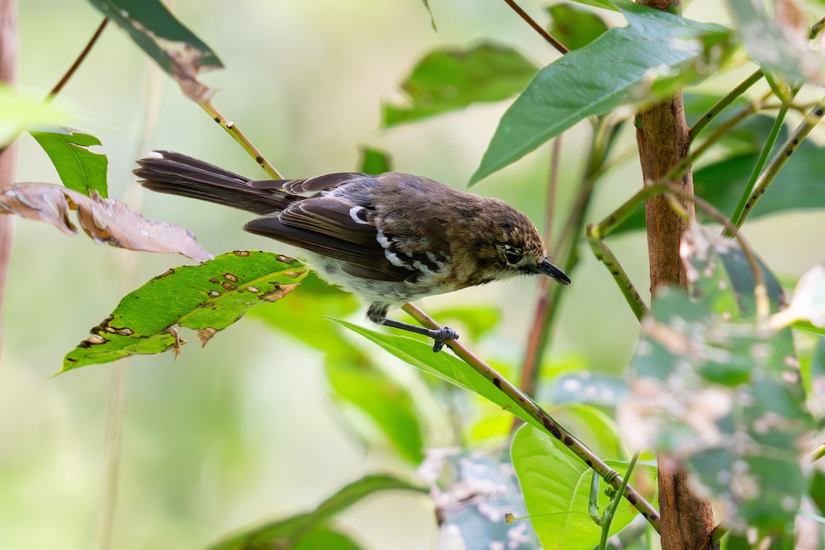 Monarque d'Oahu - ML620880723