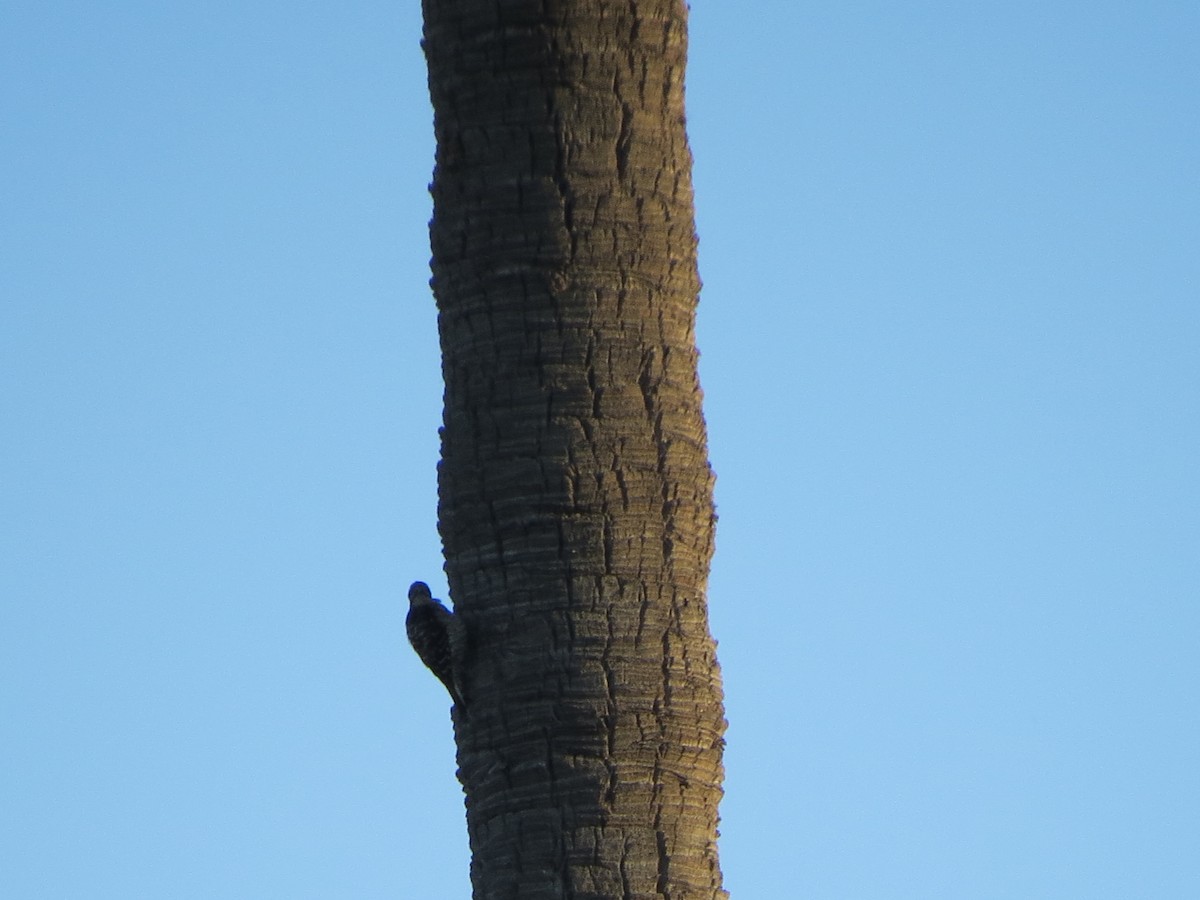 Nuttall's Woodpecker - ML620880725