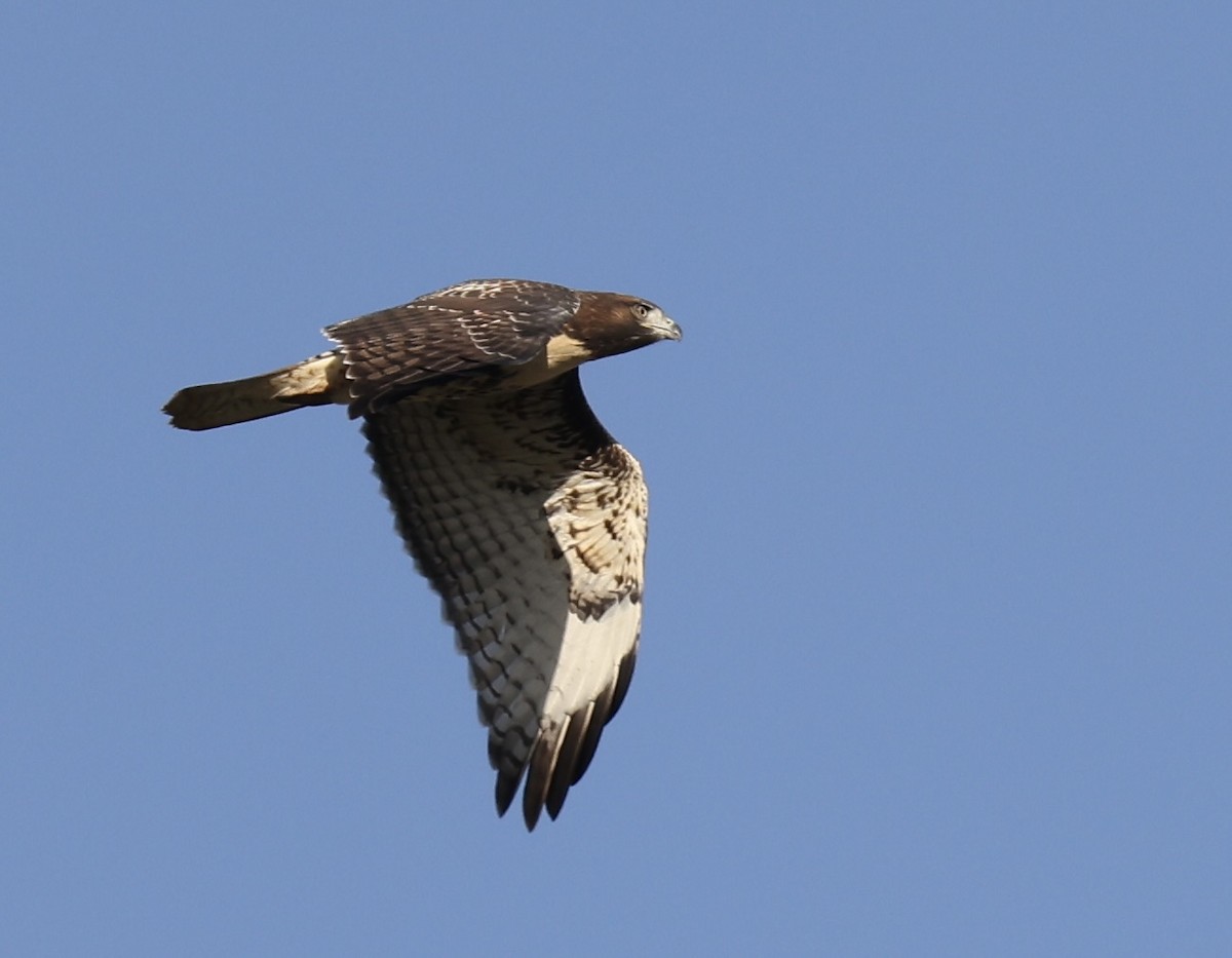 Red-tailed Hawk - ML620880730