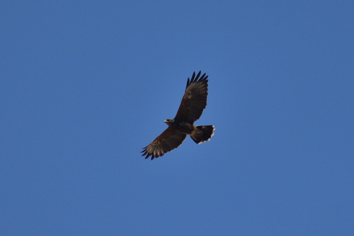 Harris's Hawk - ML620880734