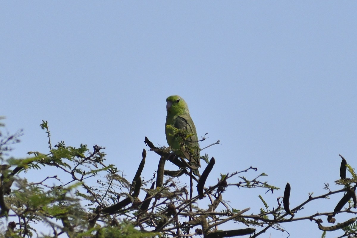 マメルリハシインコ - ML620880735