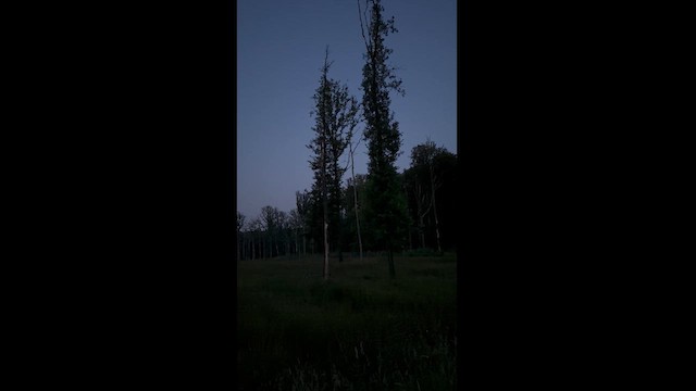 Eurasian Nightjar - ML620880739