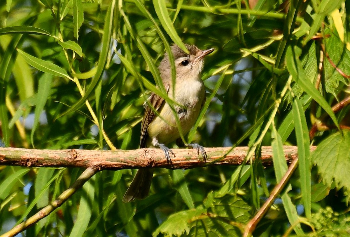 Warbling Vireo - ML620880748