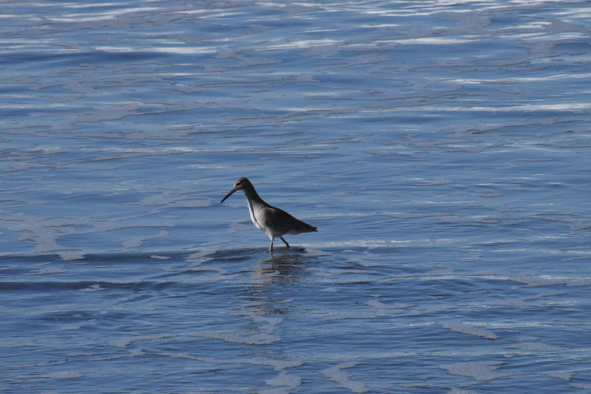 Willet - ML620880750