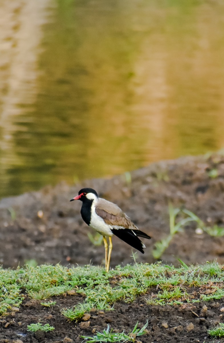 Red-wattled Lapwing - ML620880764