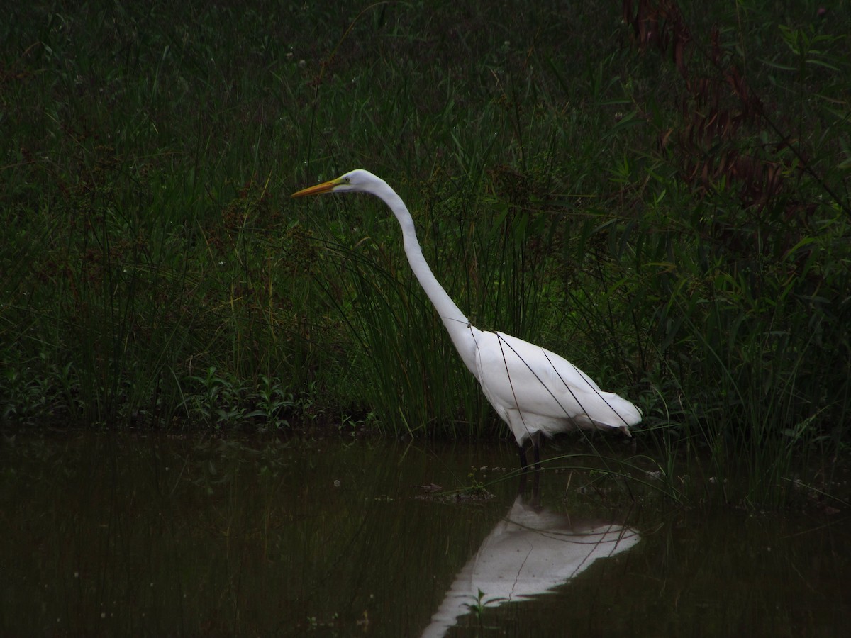 Grande Aigrette - ML620880768