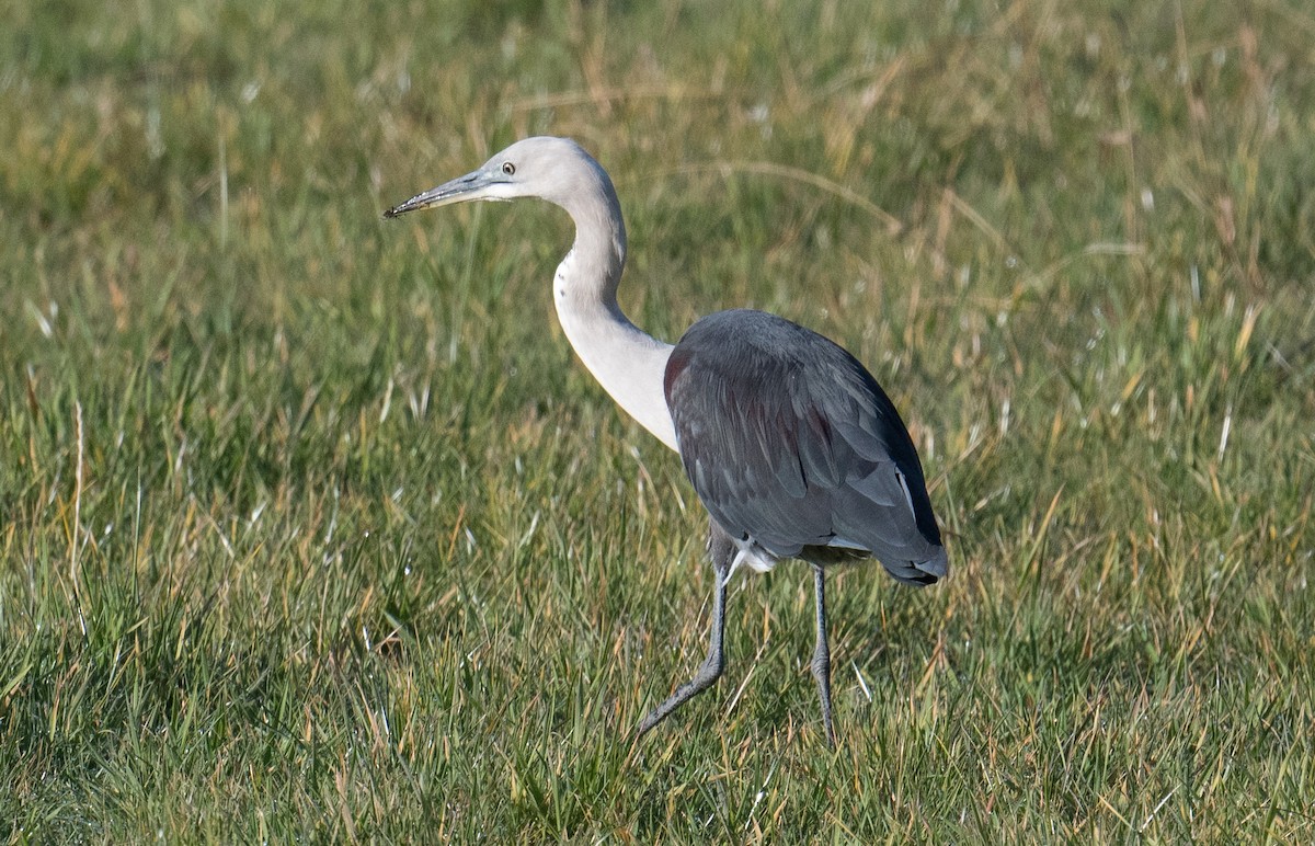 Garza Cuelliblanca - ML620880782