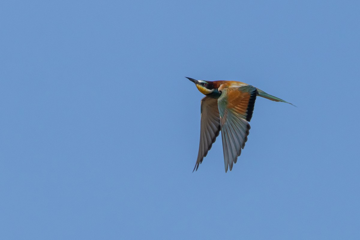 European Bee-eater - ML620880800