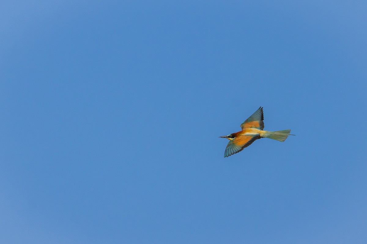 European Bee-eater - ML620880801