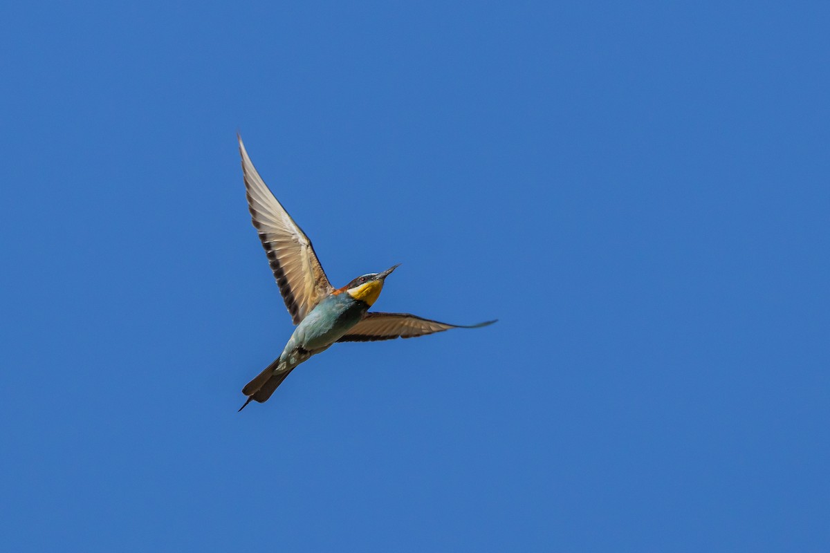 European Bee-eater - ML620880802
