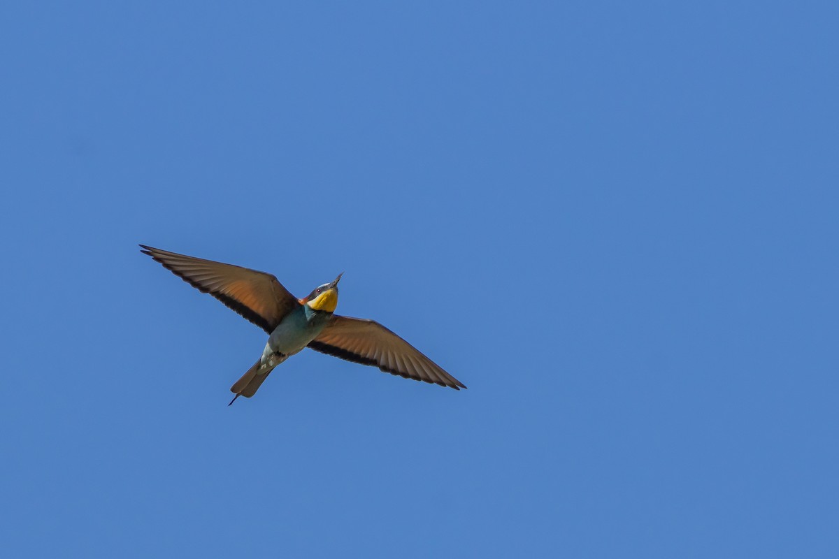European Bee-eater - ML620880803