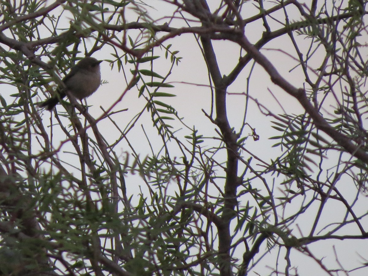 Bushtit - ML620880814