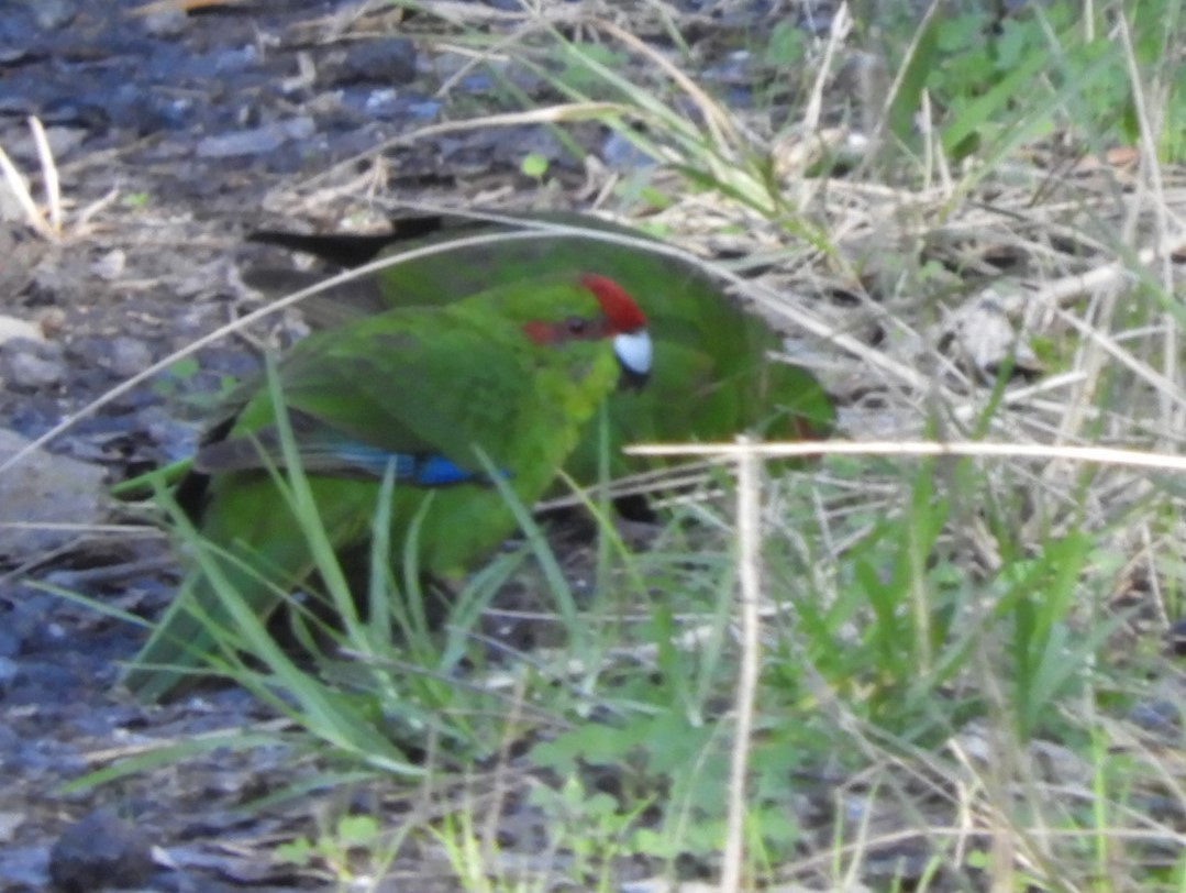 Red-crowned Parakeet - ML620880824