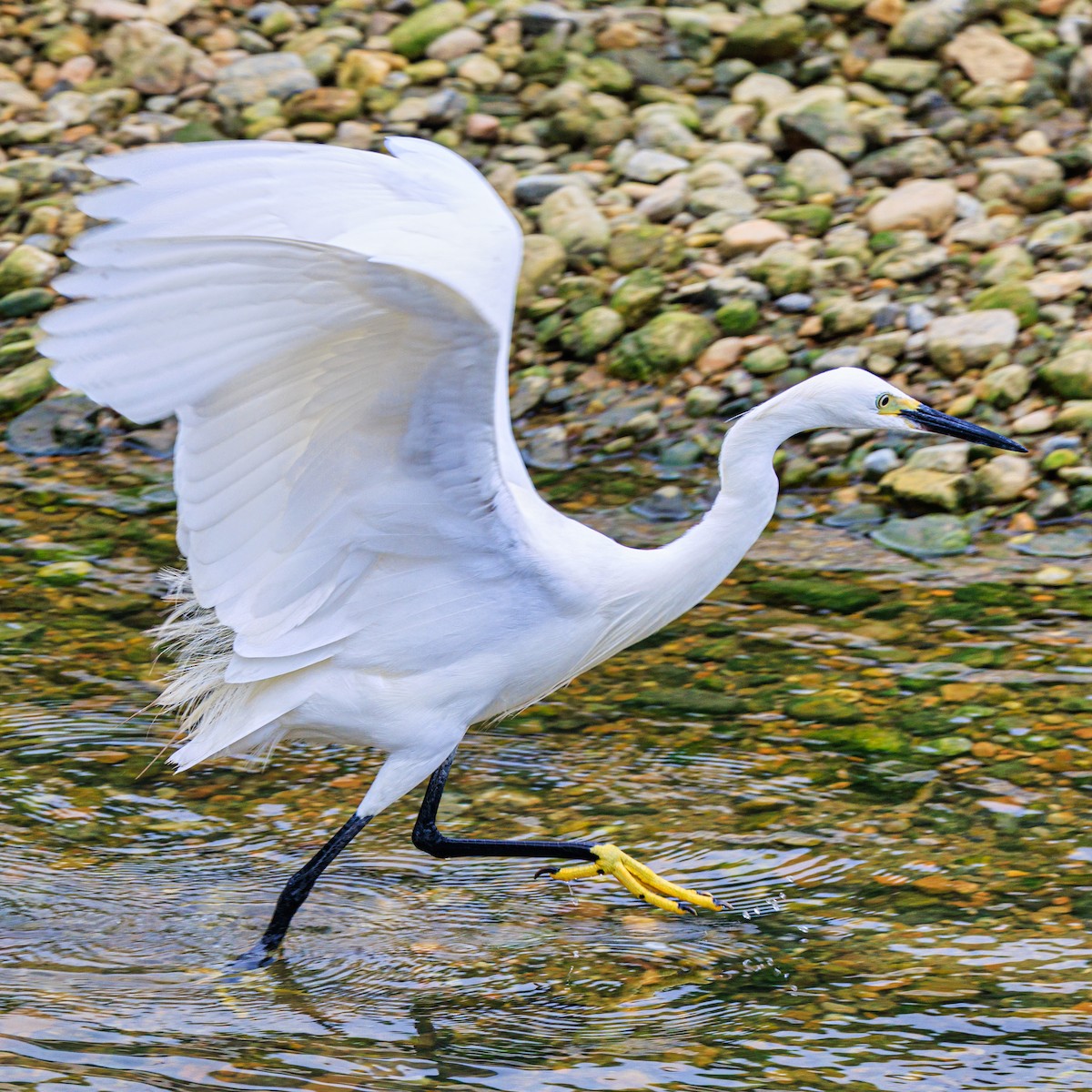 Aigrette garzette - ML620880829