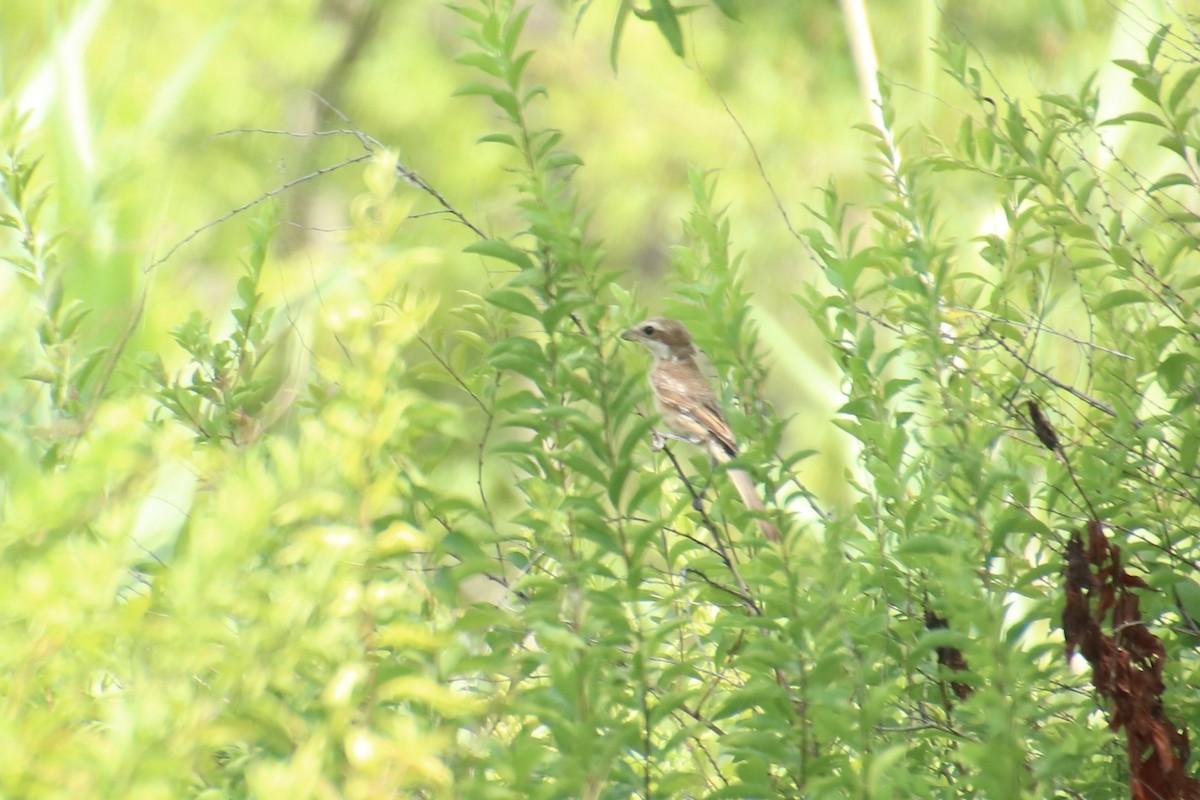 Brown Shrike - ML620880830