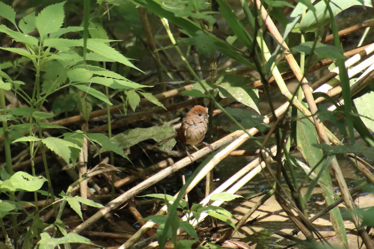 Vinous-throated Parrotbill - ML620880831