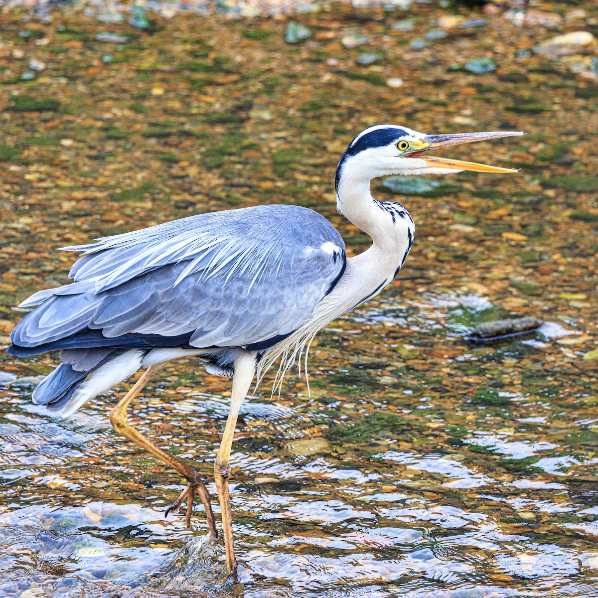 Gray Heron - ML620880832