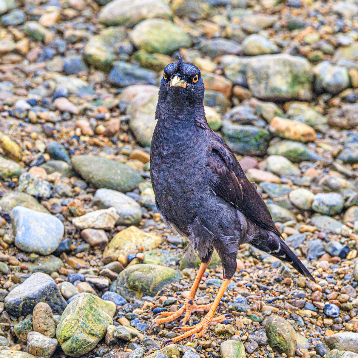 Crested Myna - ML620880834