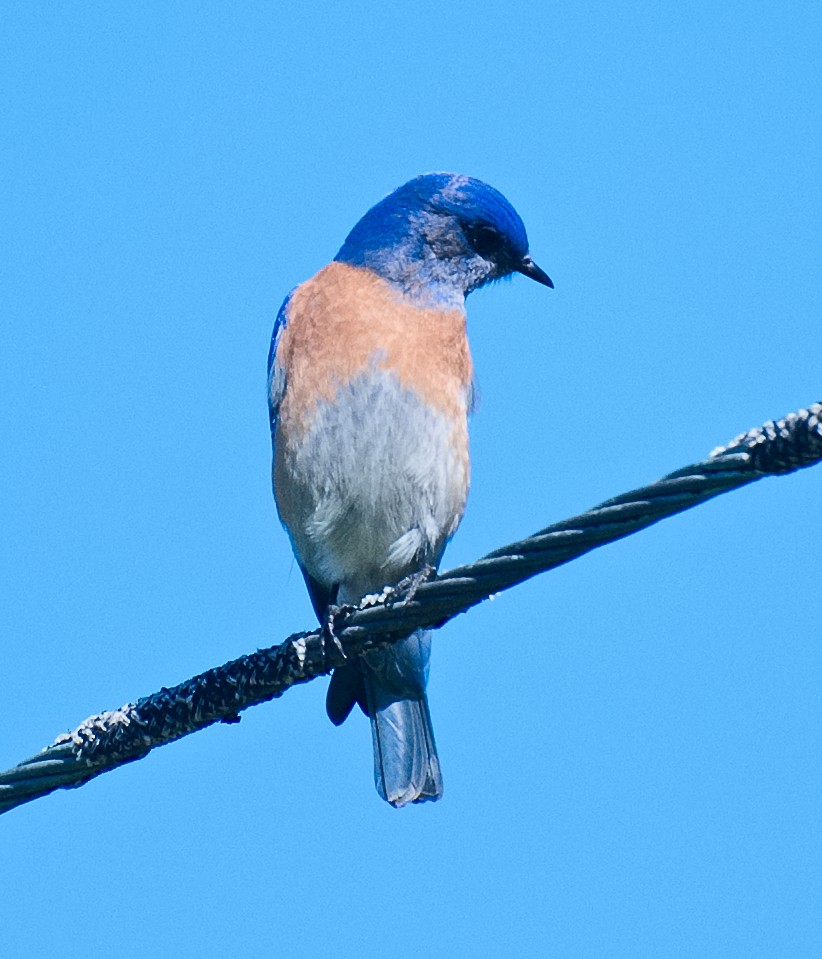 Western Bluebird - ML620880836