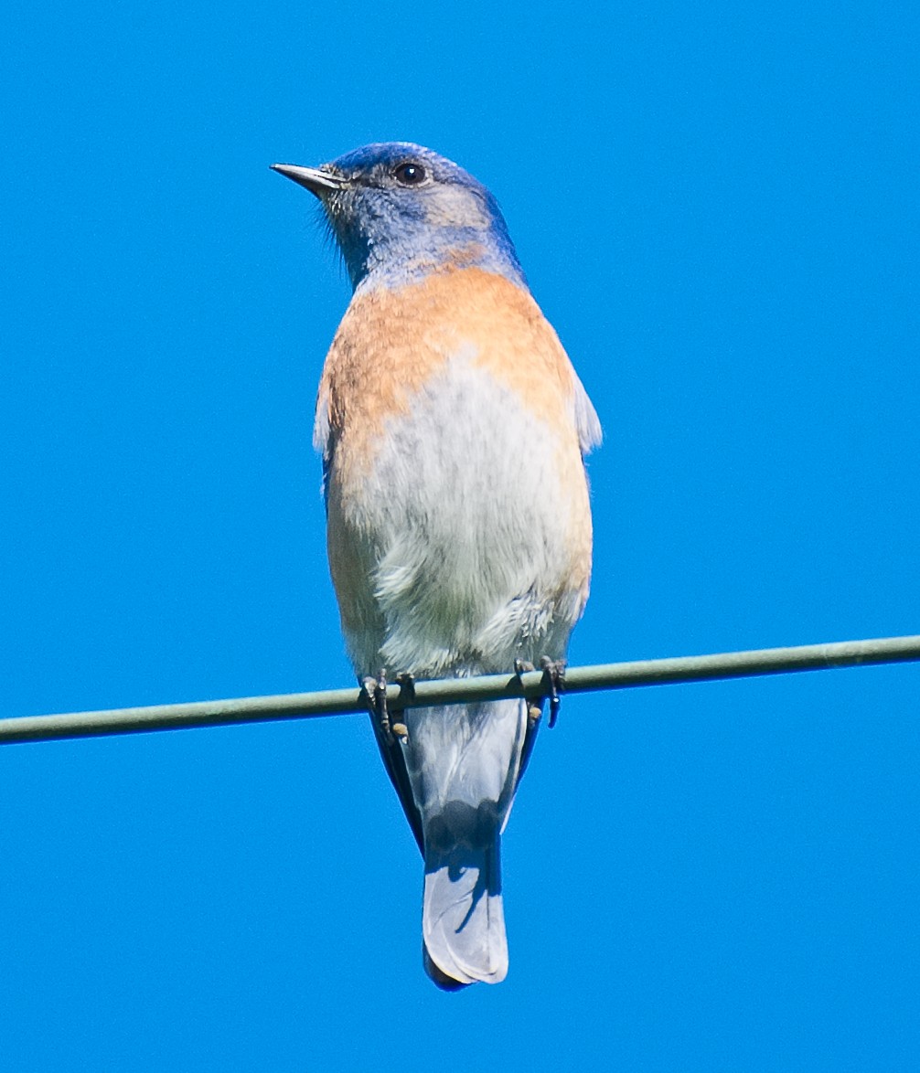 Western Bluebird - ML620880841