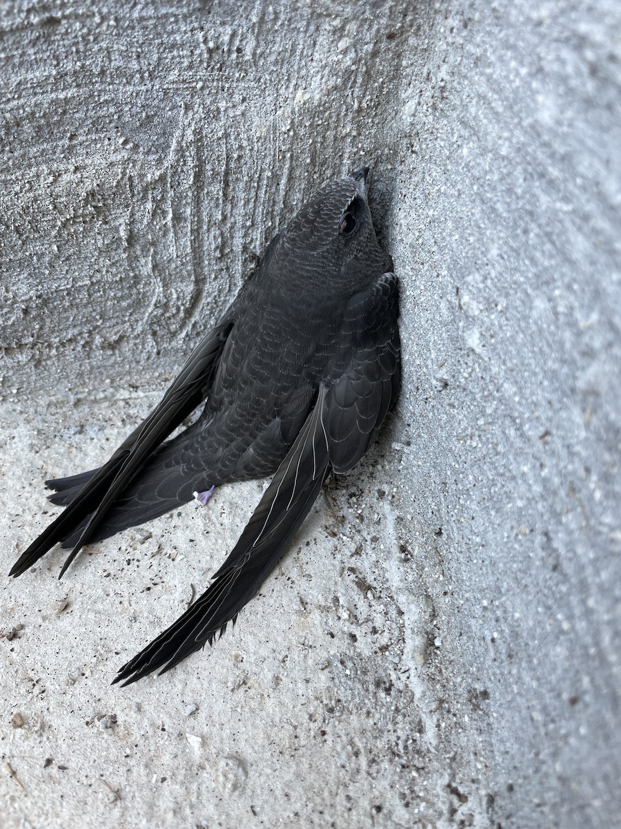 Common Swift - ML620880843