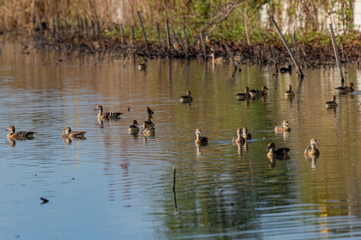 Plumed Whistling-Duck - Nathan Bartlett