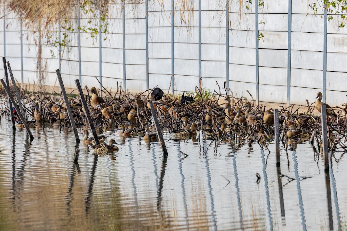 Dendrocygne d'Eyton - ML620880845