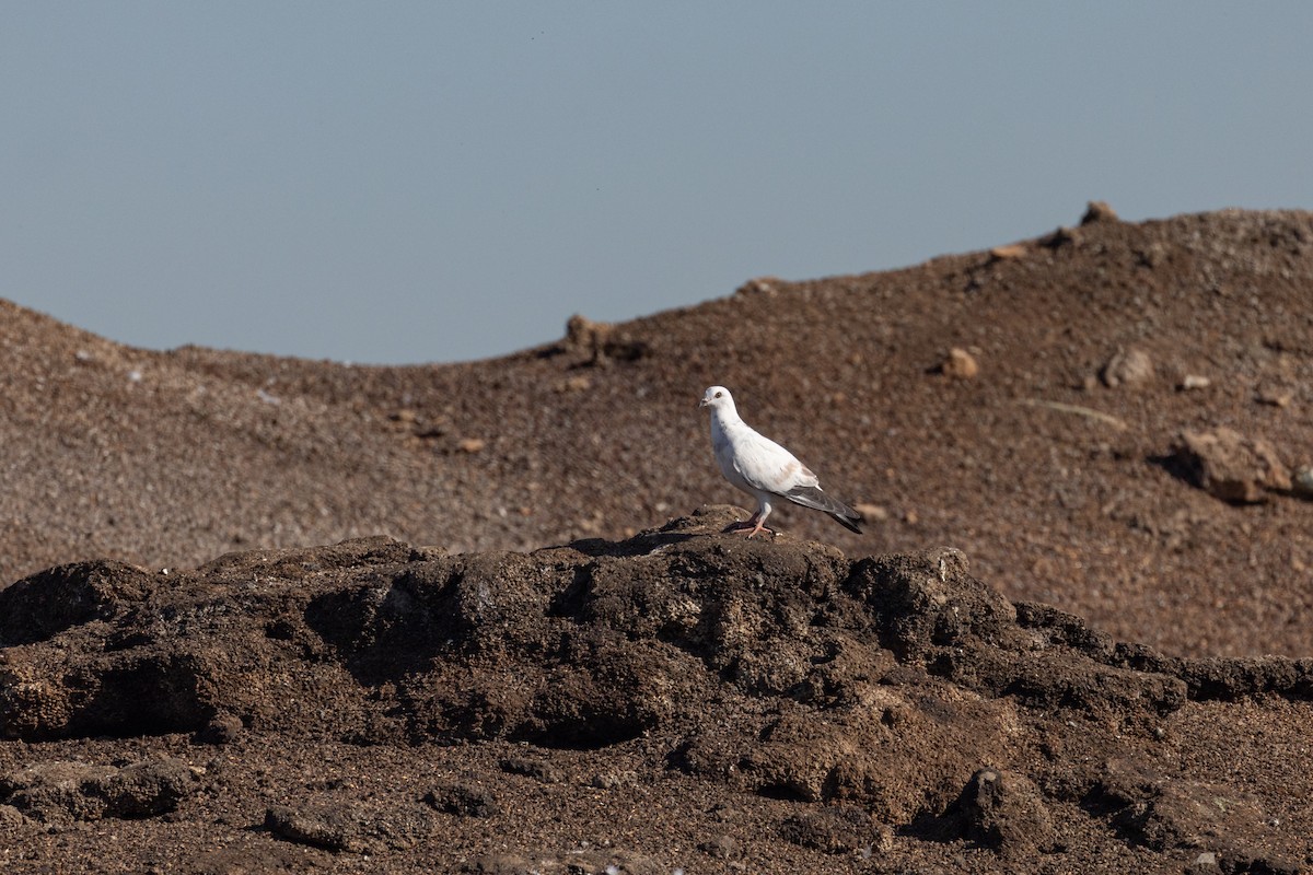 Rock Pigeon (Feral Pigeon) - ML620880849