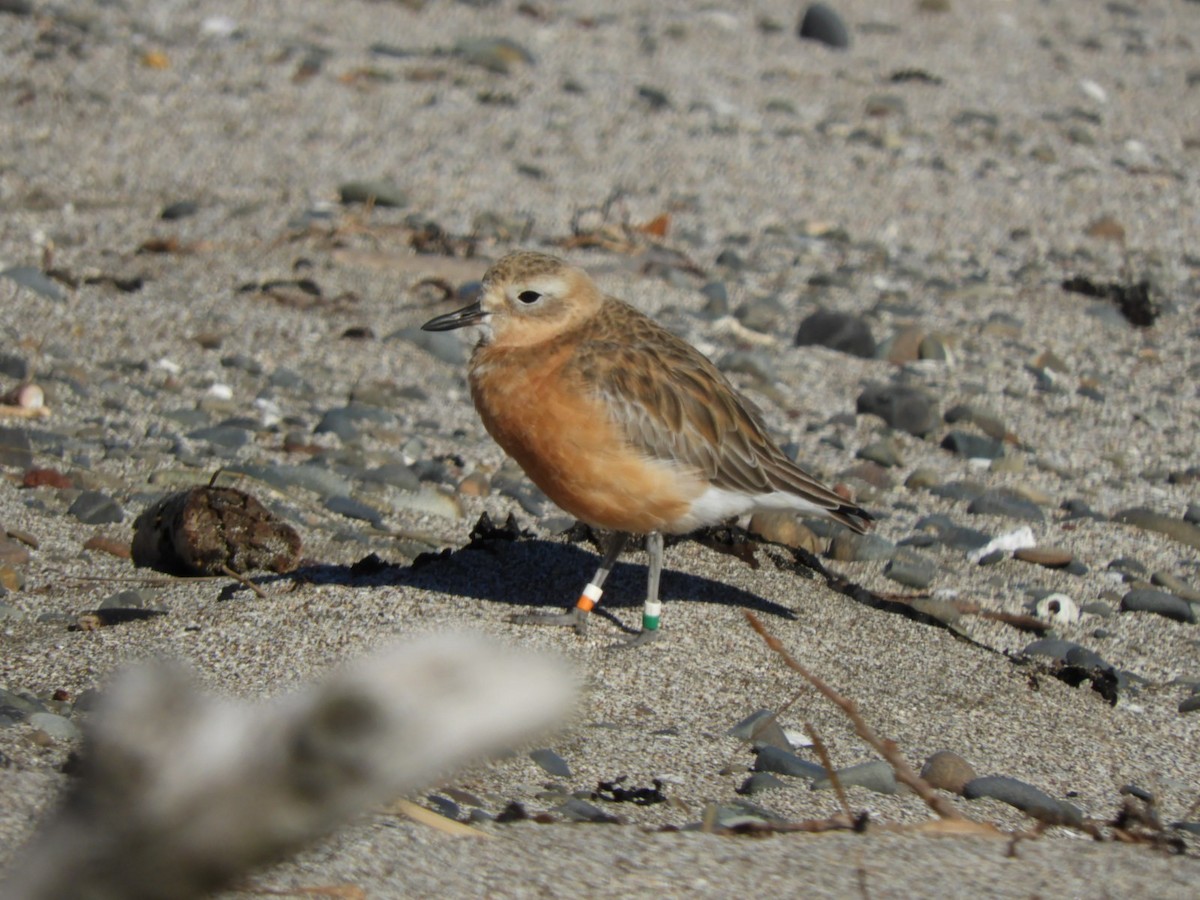 Red-breasted Dotterel - ML620880853