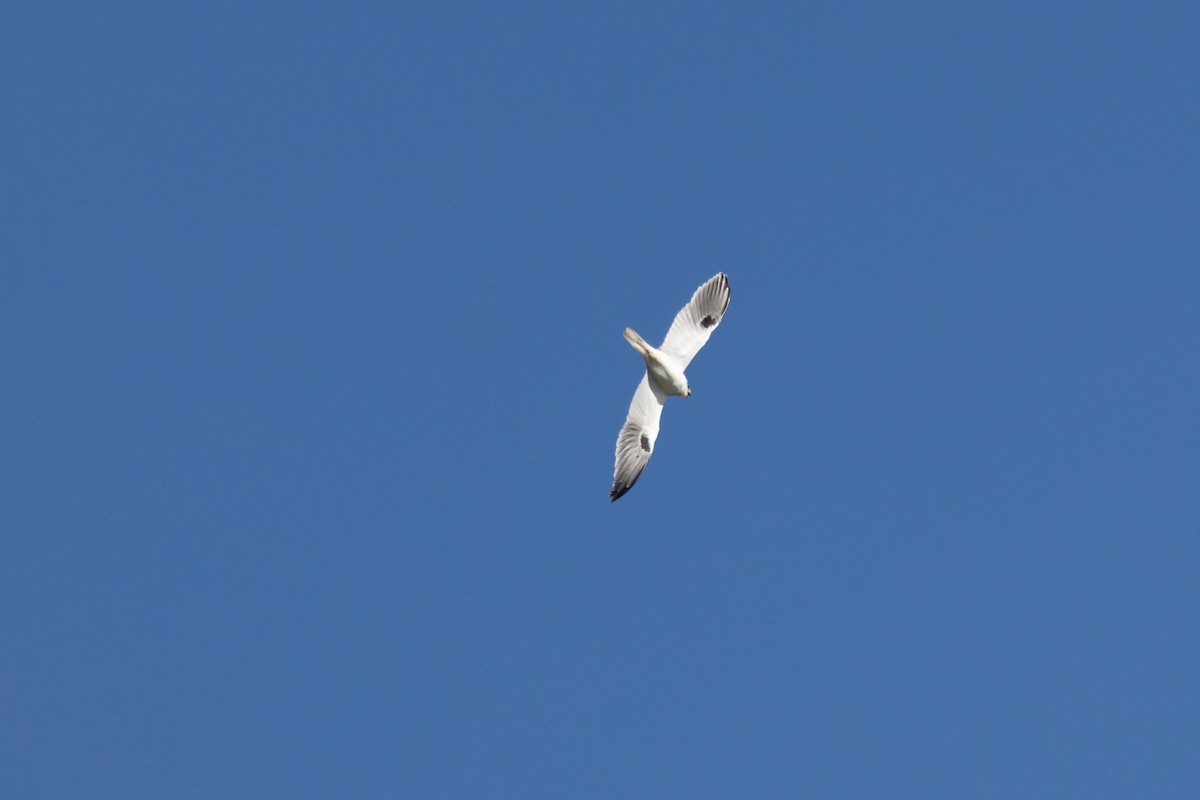 Black-shouldered Kite - ML620880855