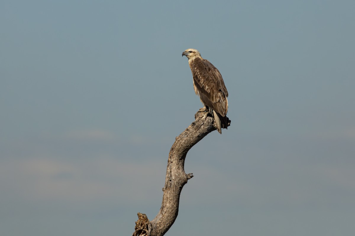 White-bellied Sea-Eagle - ML620880859