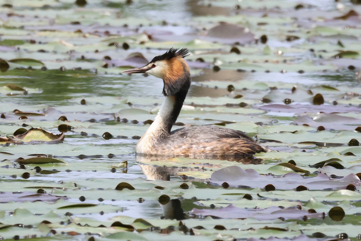 Great Crested Grebe - ML620880860