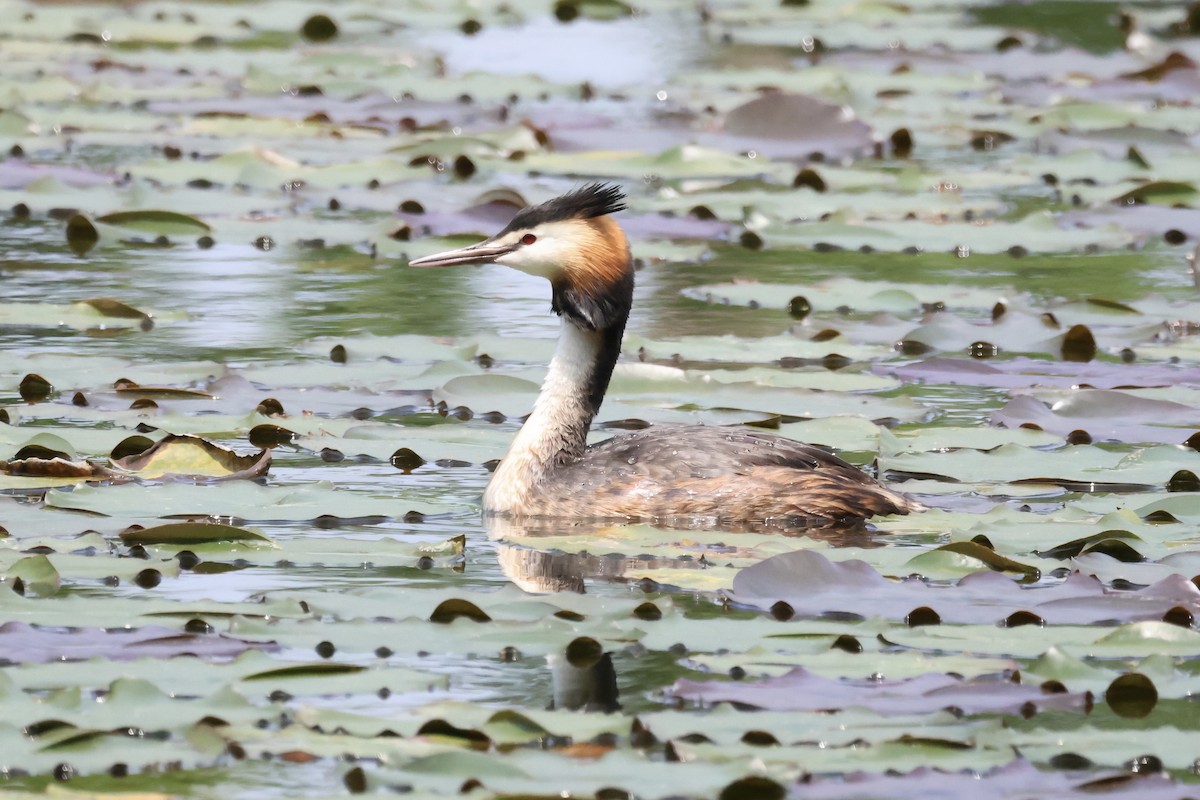 Great Crested Grebe - ML620880861