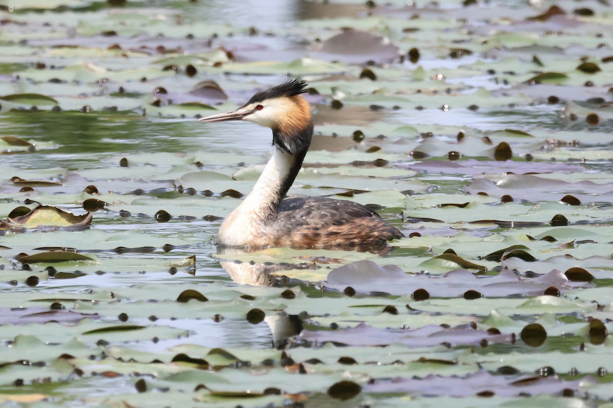 Great Crested Grebe - ML620880862