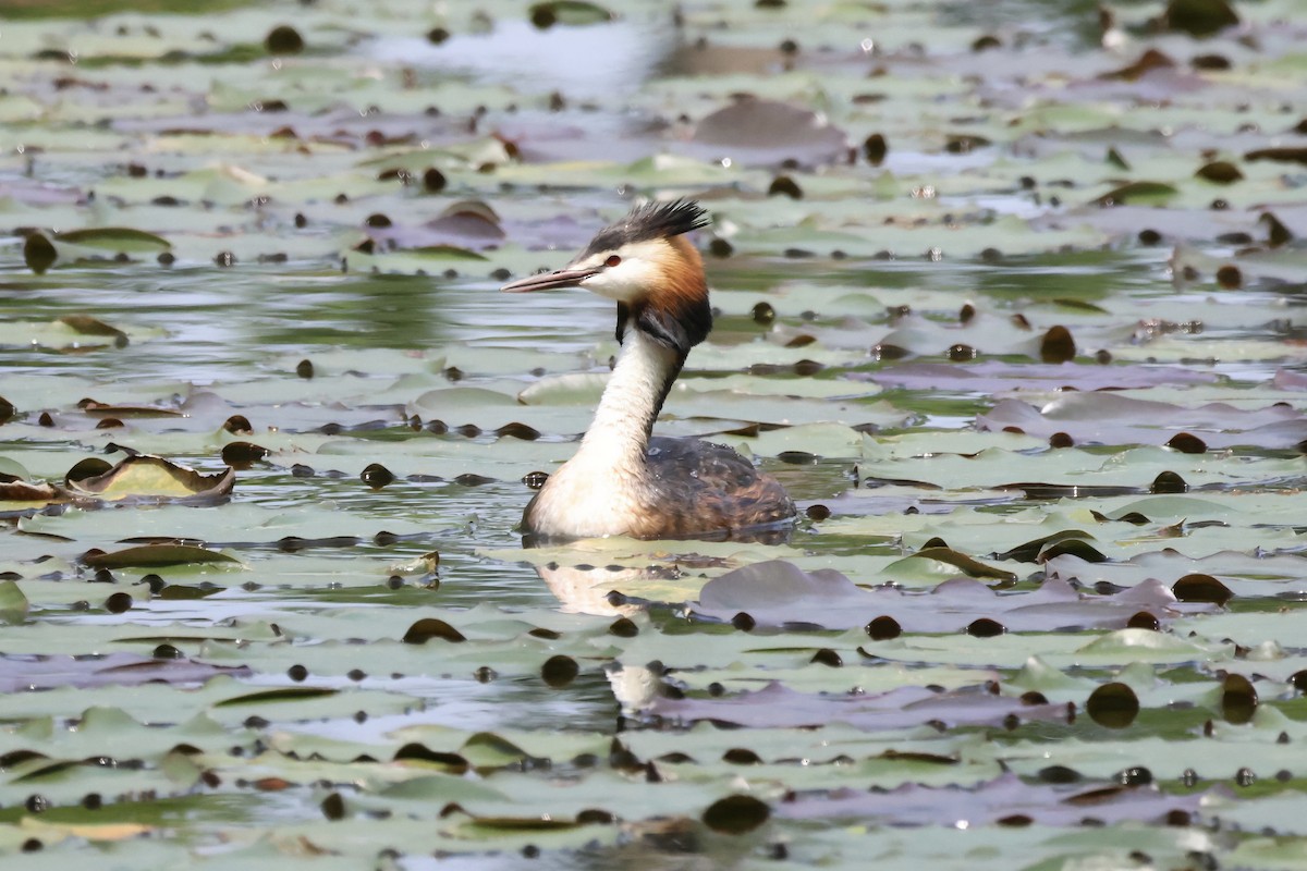Great Crested Grebe - ML620880863