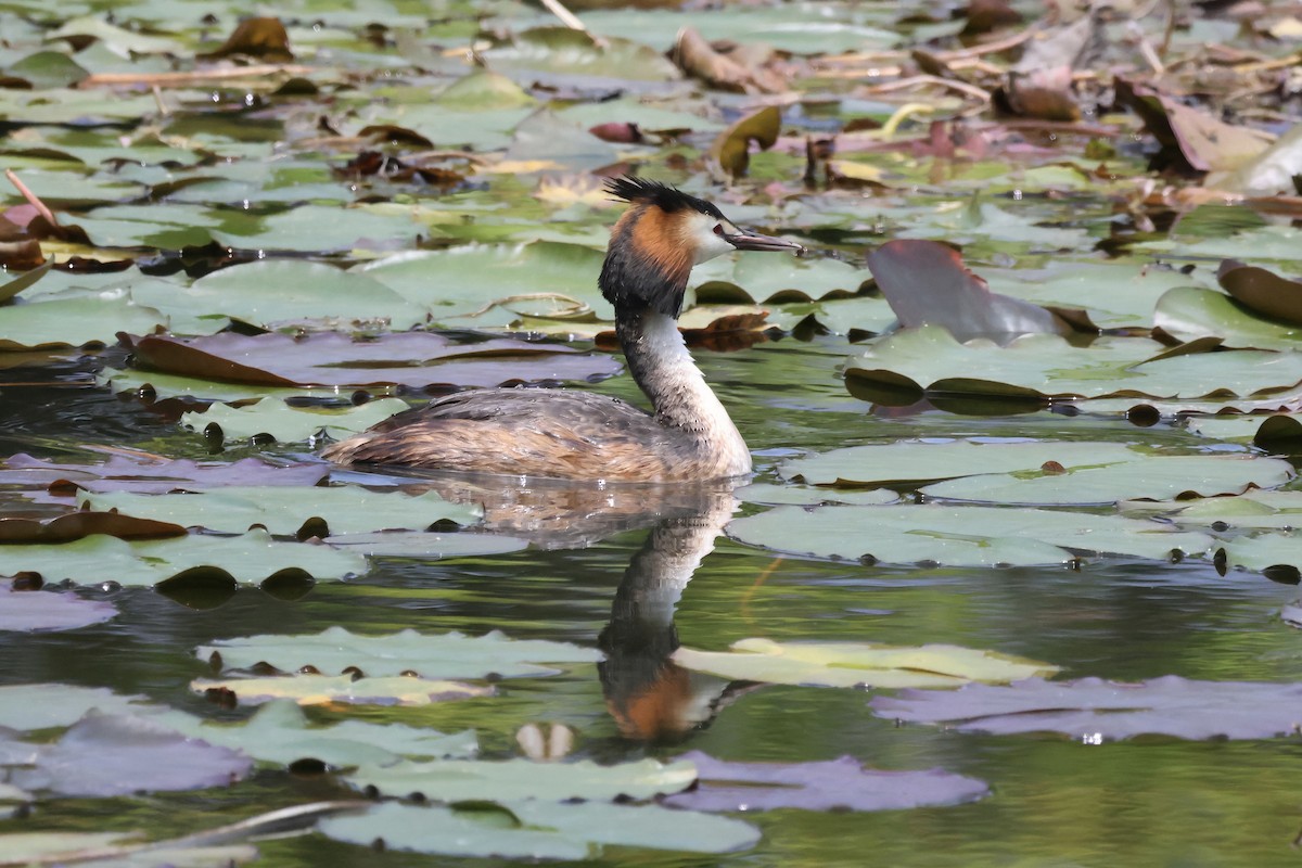 Great Crested Grebe - ML620880866