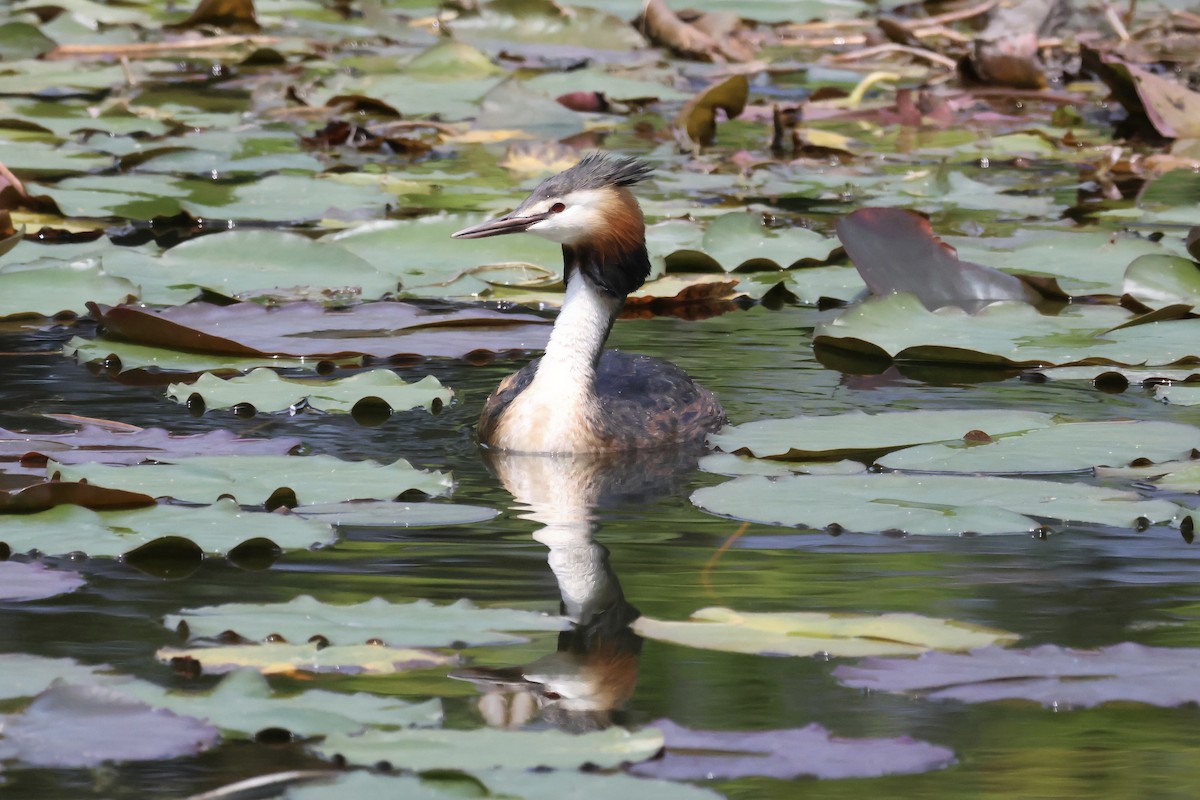 Great Crested Grebe - ML620880867