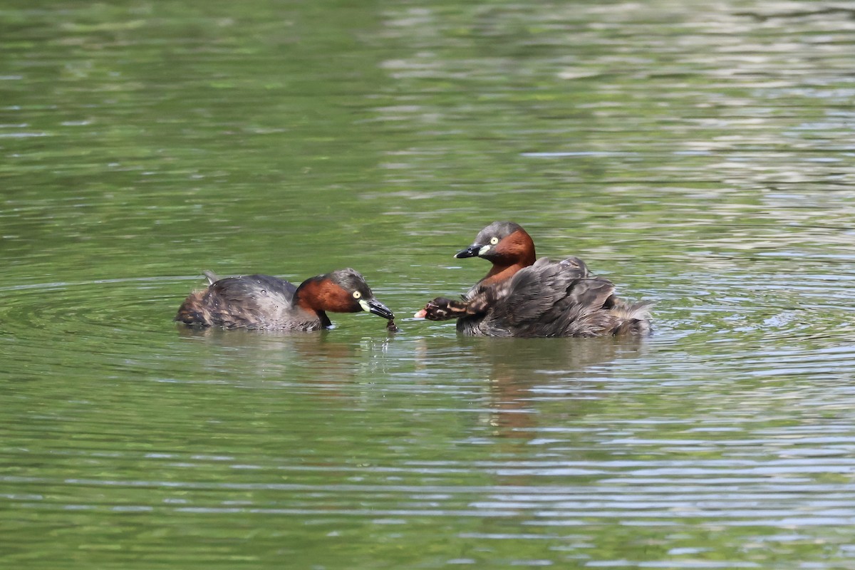 Zwergtaucher [ruficollis-Gruppe] - ML620880875