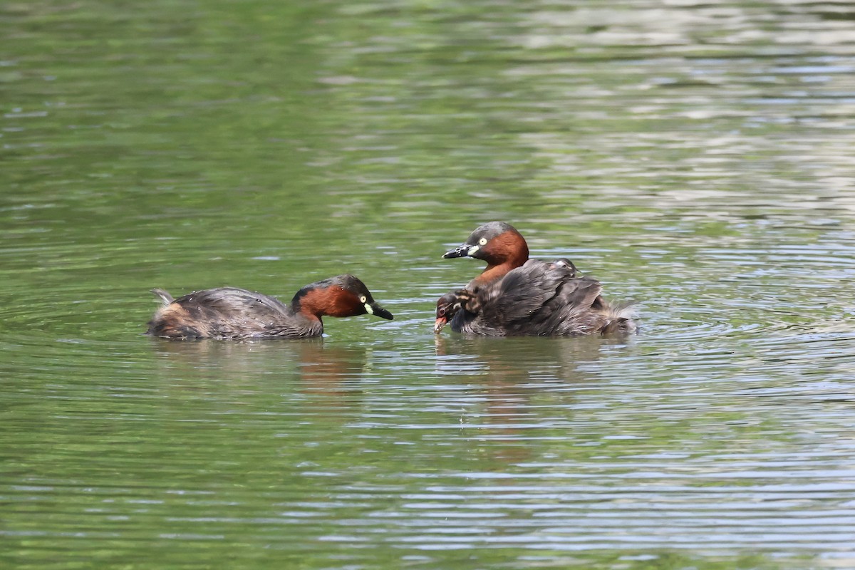 dvergdykker (ruficollis gr.) - ML620880877