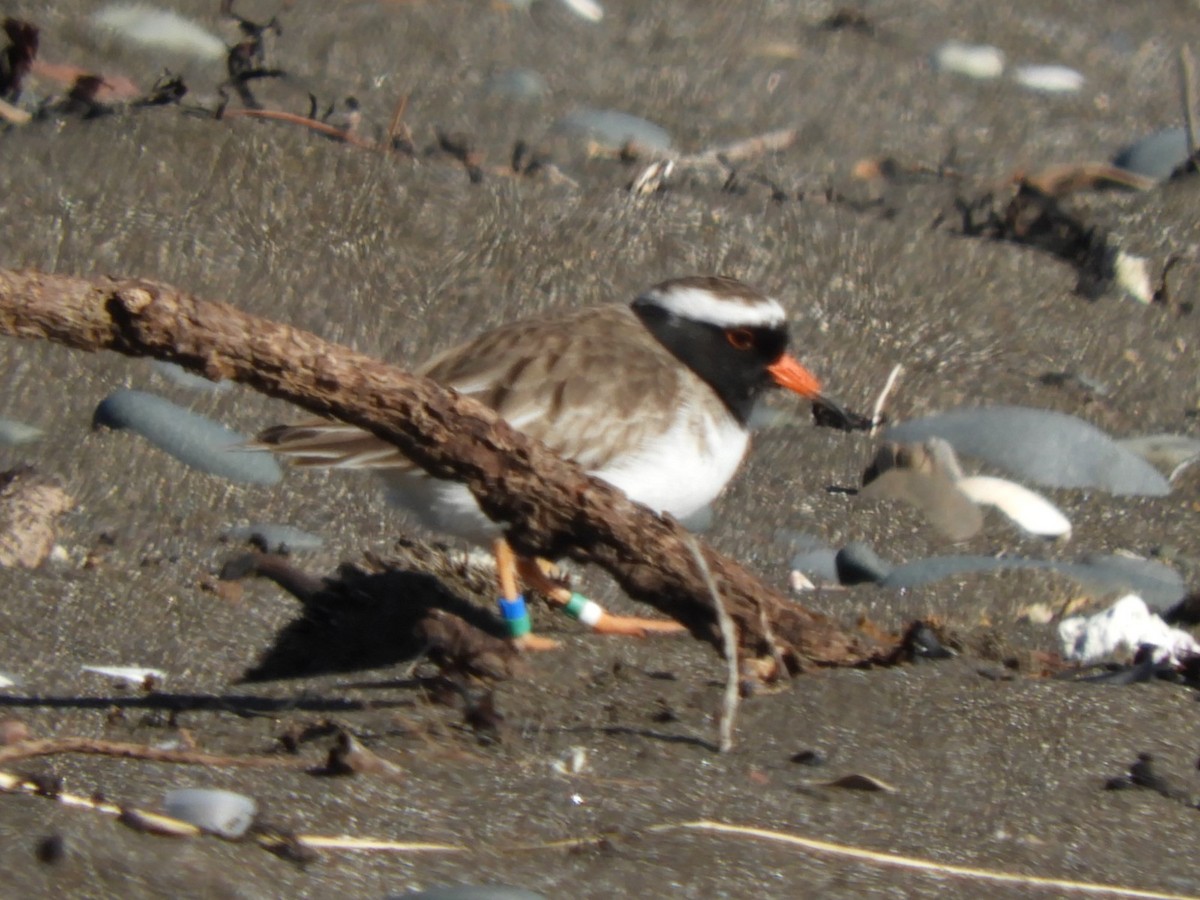 Shore Plover - ML620880882