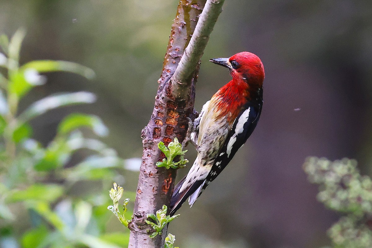 Red-breasted Sapsucker - ML620880904