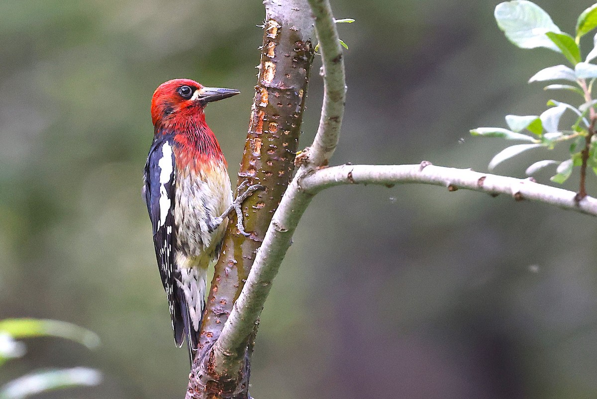 Red-breasted Sapsucker - ML620880905