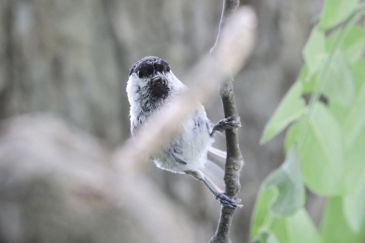 Marsh Tit - ML620880917