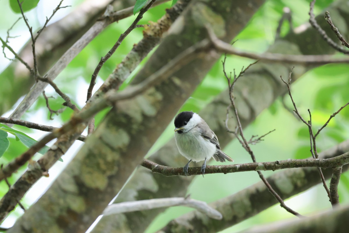 Marsh Tit - ML620880920