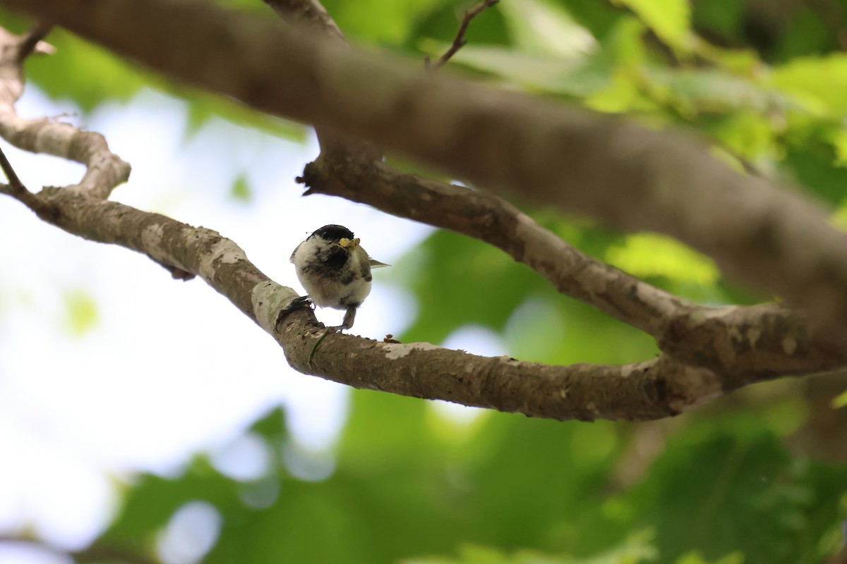 Marsh Tit - ML620880924