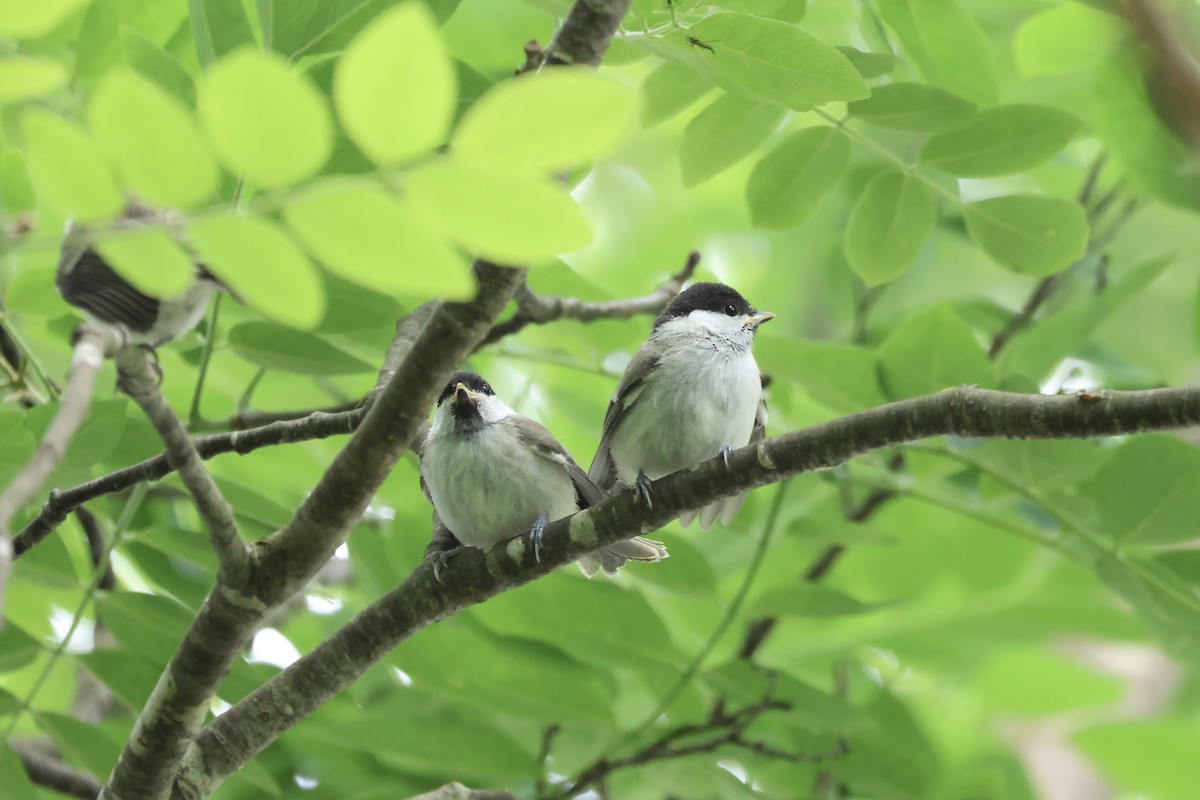 Marsh Tit - ML620880927